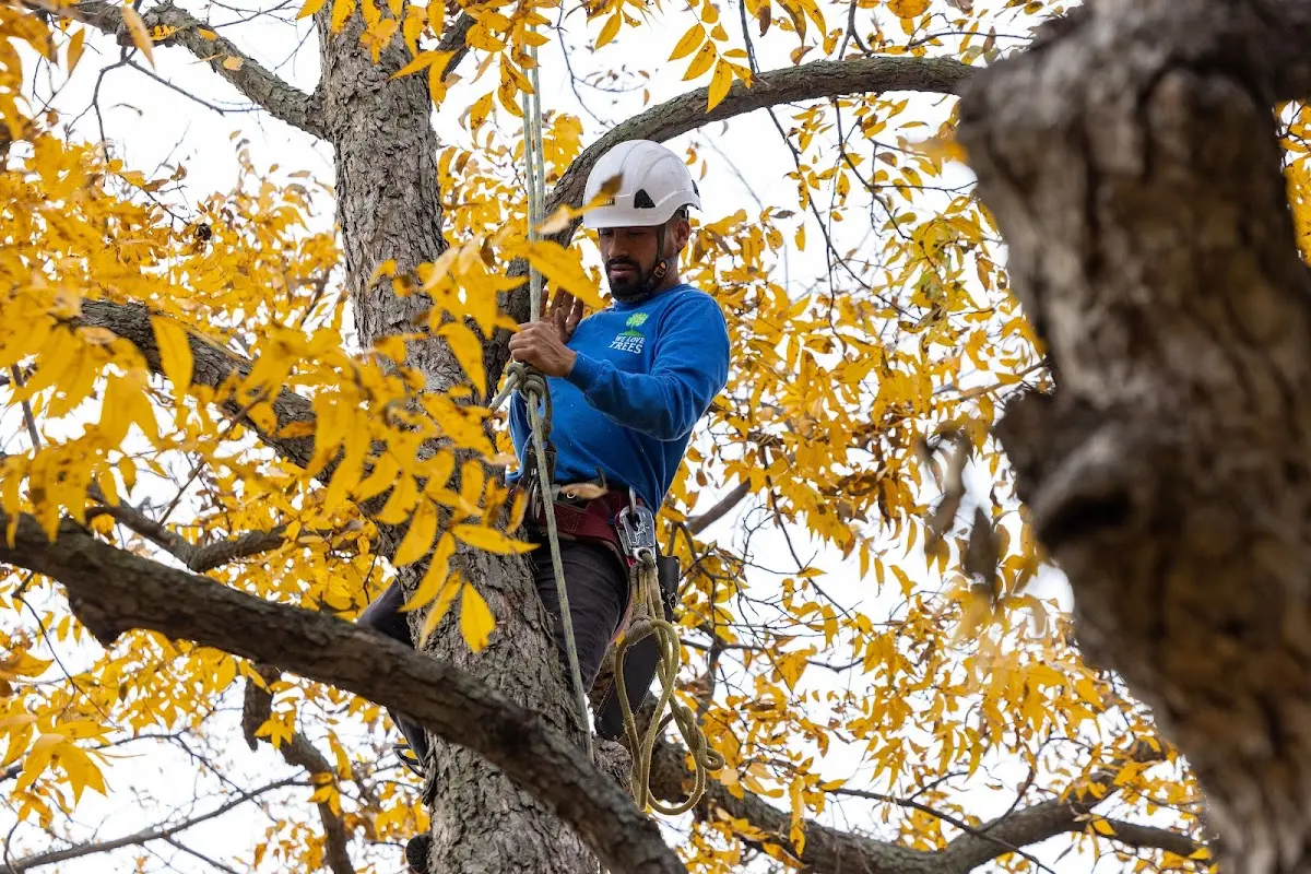 Skilled Tree Trimming crew working in Barnum